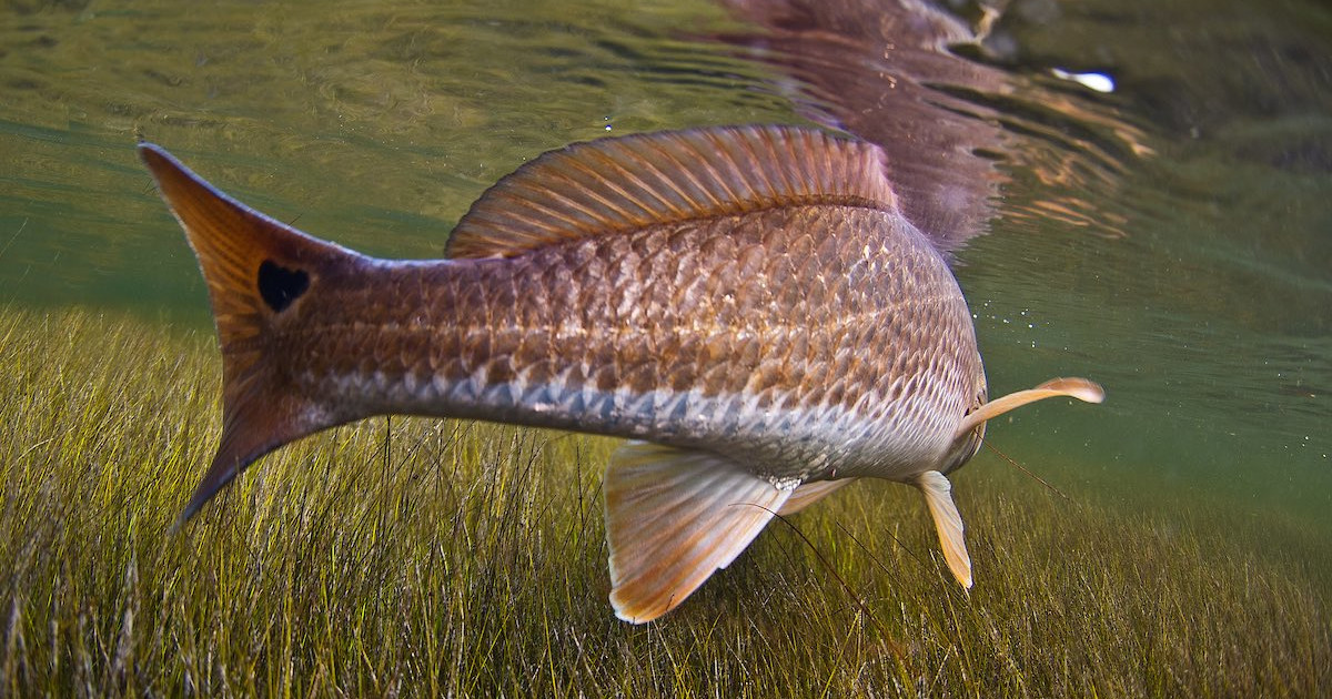 Understand Lateral Lines to Help You Catch More Fish | MeatEater Gear