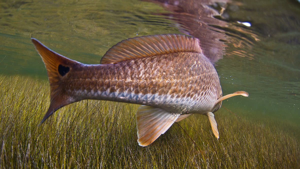 Understand Lateral Lines to Help You Catch More Fish