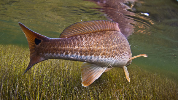 Understand Lateral Lines to Help You Catch More Fish