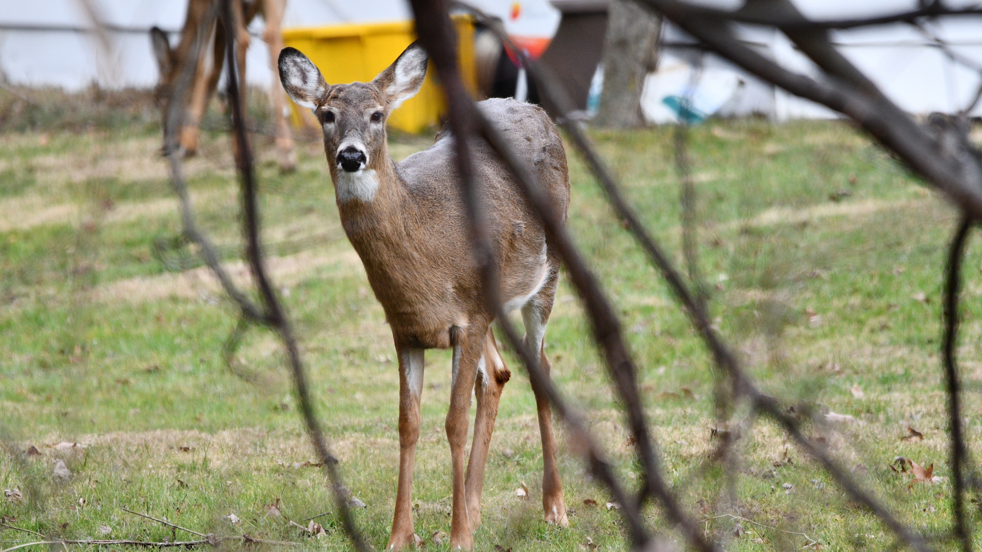 Hunting is considered a deals wildlife management tool