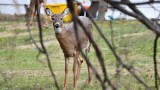 How Hunters Can Help Manage Urban Deer