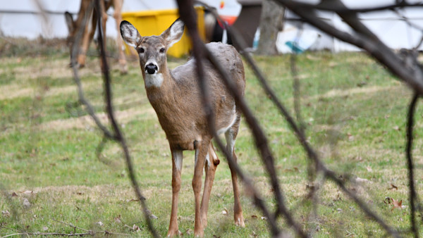 How Hunters Can Help Manage Urban Deer