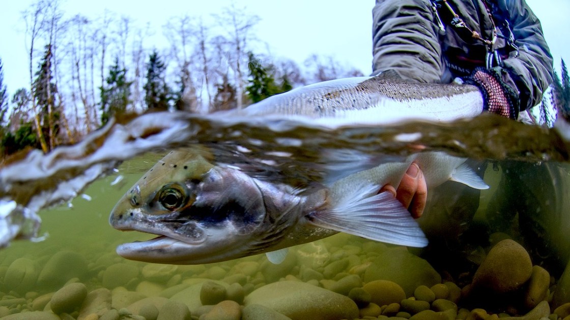 Steelhead Firsts - On The Water