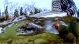 Go Small or Go Home: Trout Tactics for Great Lakes Steelhead