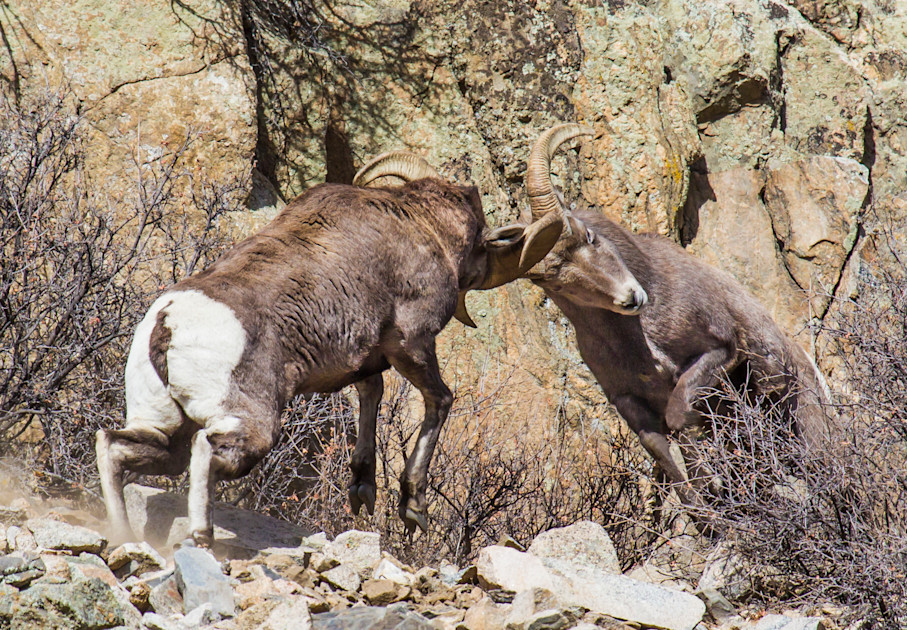 A Brief History Of Americas Most Expensive Big Game Tags Meateater Hunting 8872