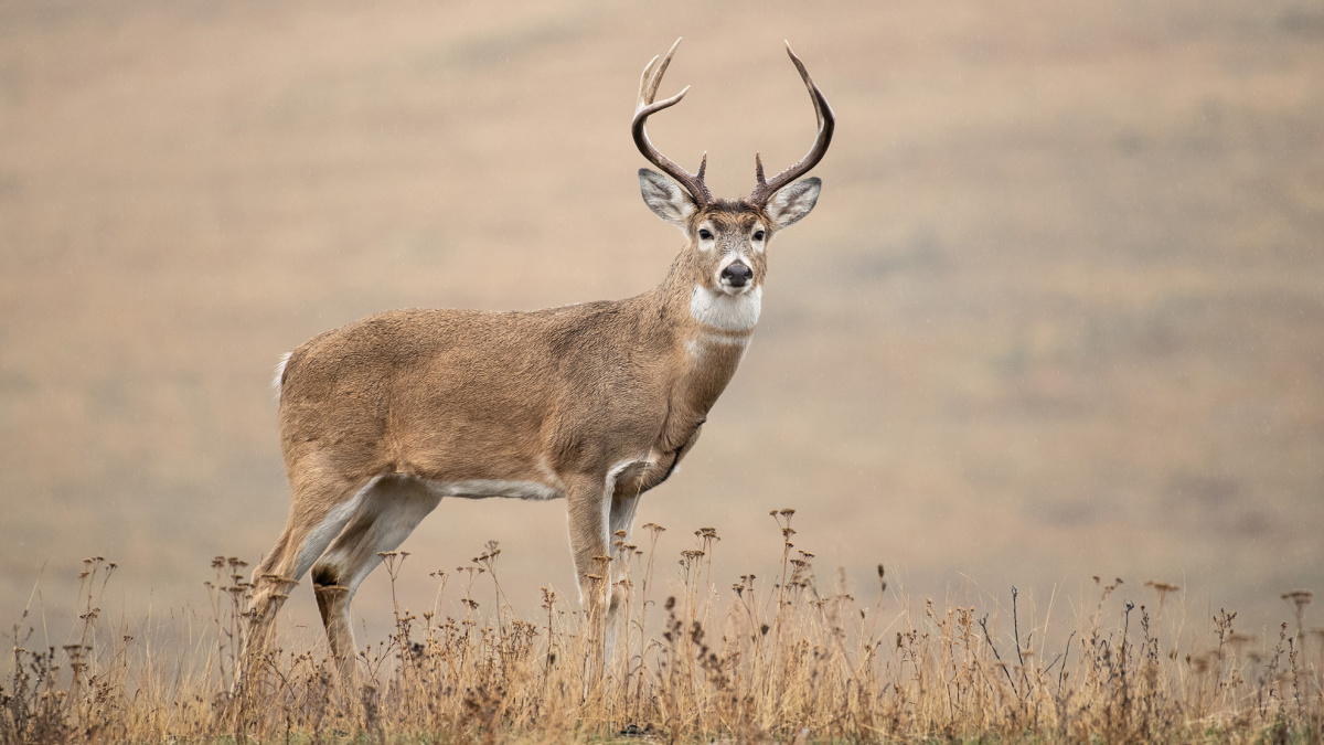 Easy Doe deer decoy outlet . Box has some damage. Never removed from box . Pic included