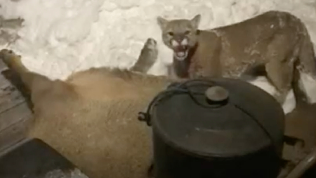Video: Mountain Lion Cow Elk on Colorado Porch MeatEater Conservation