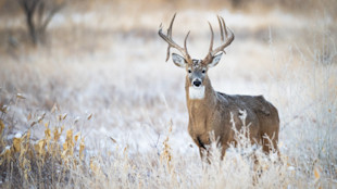 3 Reasons to Hunt the Late Season