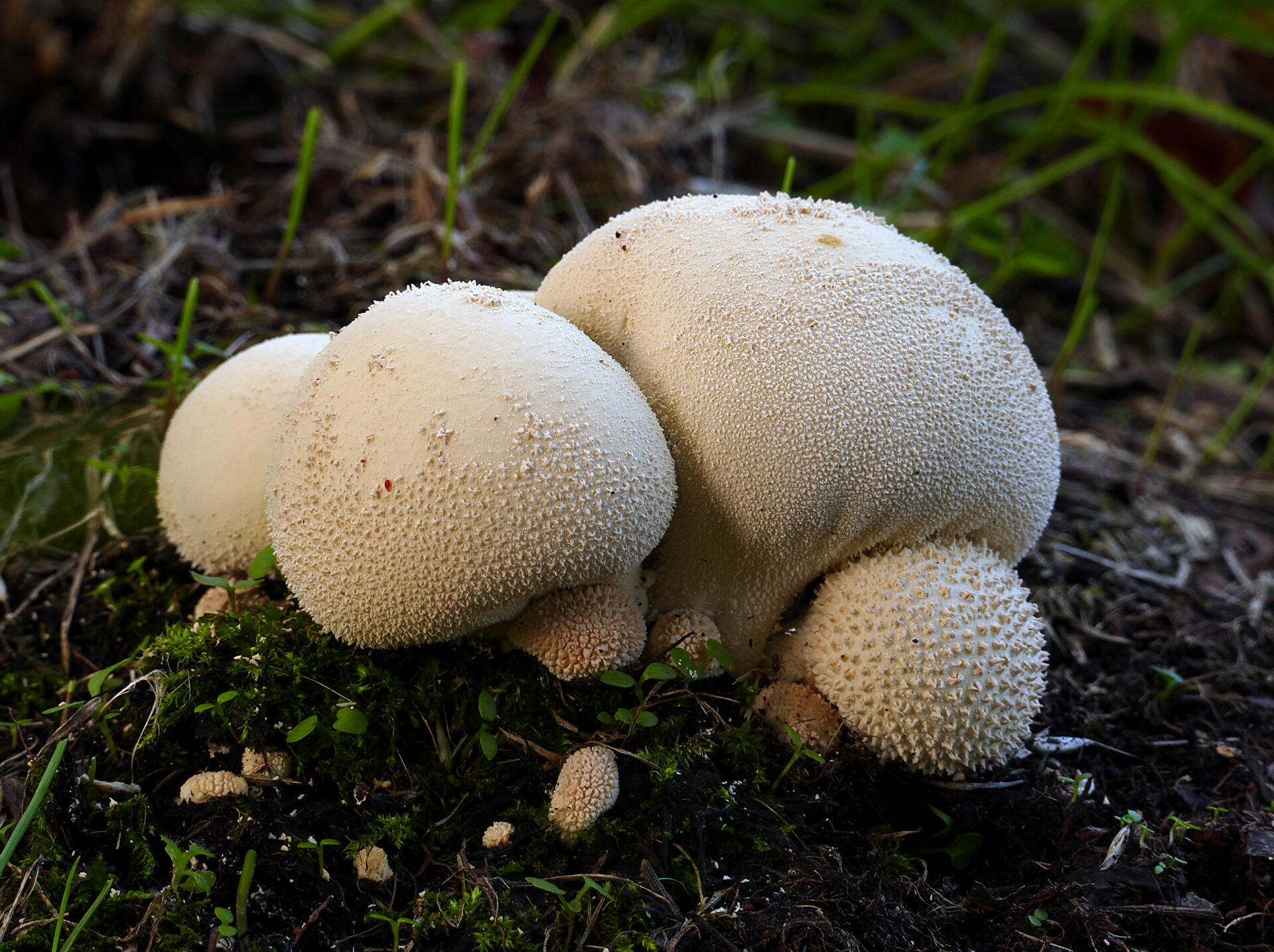 edible fall mushroom