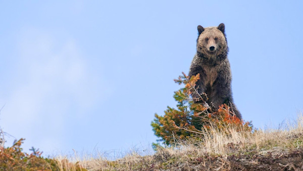 Can the Great Bear Survive Today’s Great Plains?