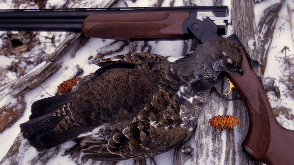 Building a 2024 grouse dog