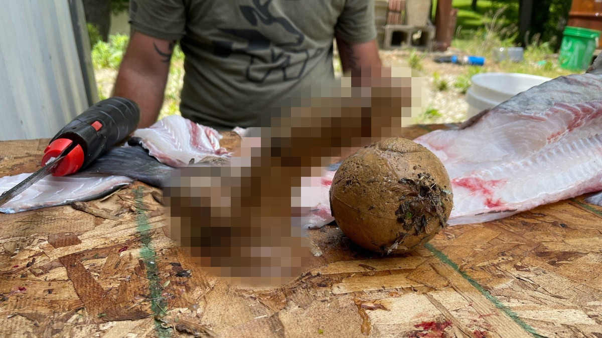 Photos Fisherman Finds Sex Toy in Catfishs Stomach MeatEater Fishing picture picture