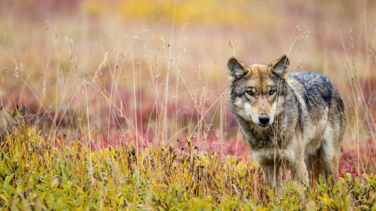 Isle Royale: Are the $2 Million Wolf Reintroductions Working ...