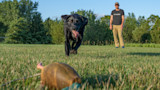 How to Suck Less at Training Your Dog