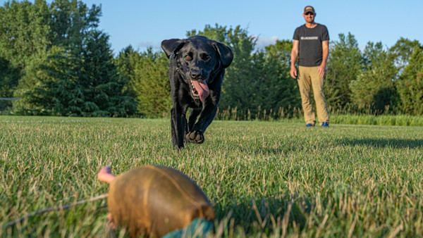 How to Suck Less at Training Your Dog
