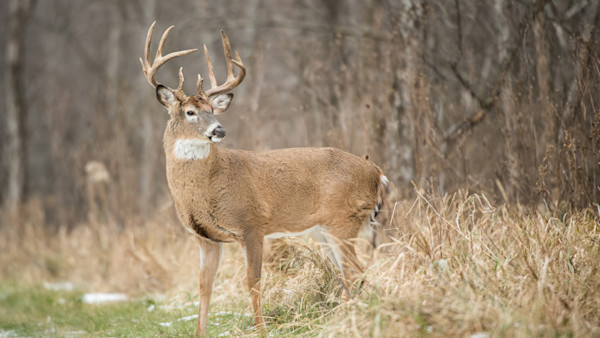 Rut Fresh Report: 11/26