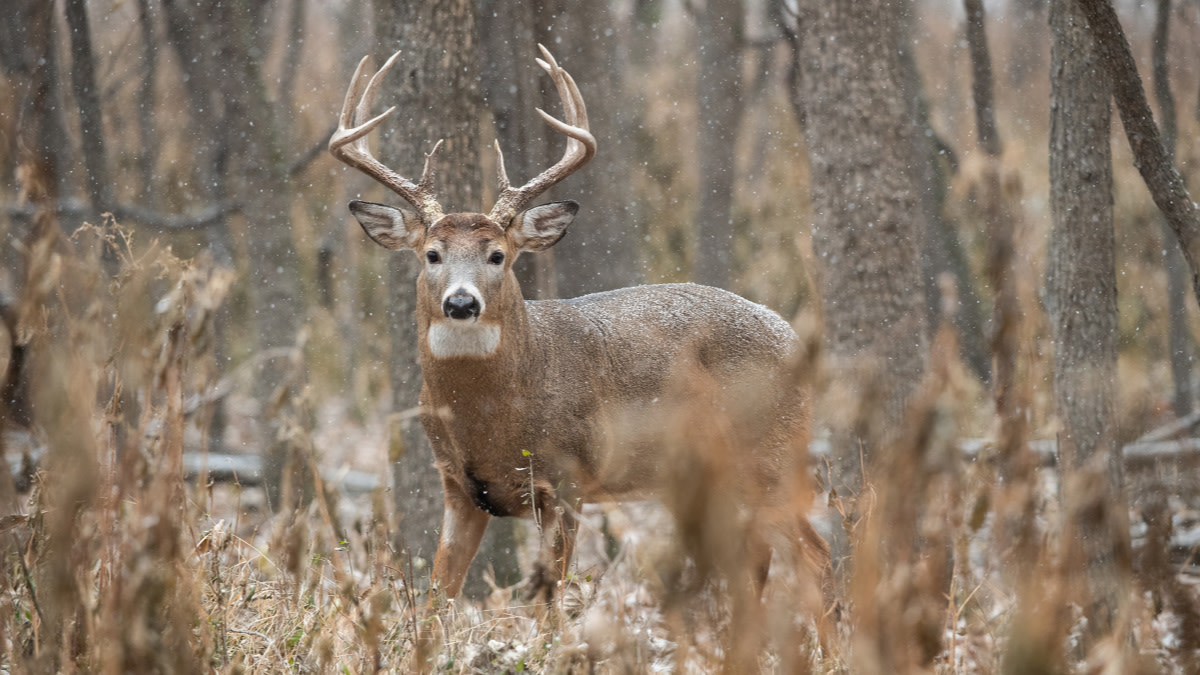 How Weather Impacts Late Season Deer Movement MeatEater Wired To Hunt