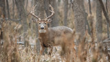 How Weather Impacts Late Season Deer Movement