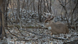 Mature white-tailed buck with large antlers resting in leaf-strewn woods