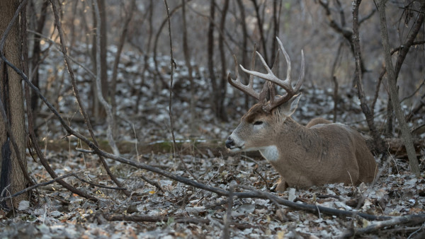 How to Find Buck Bedding on Aerial Imagery