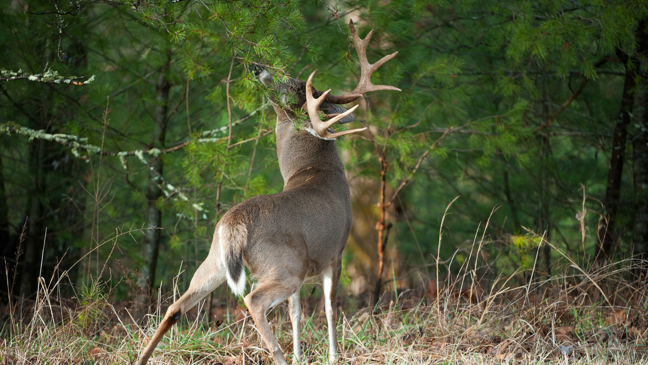 Can Deer Smell Your Pee? 