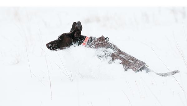 A GSP bounds through the snowy conditions.