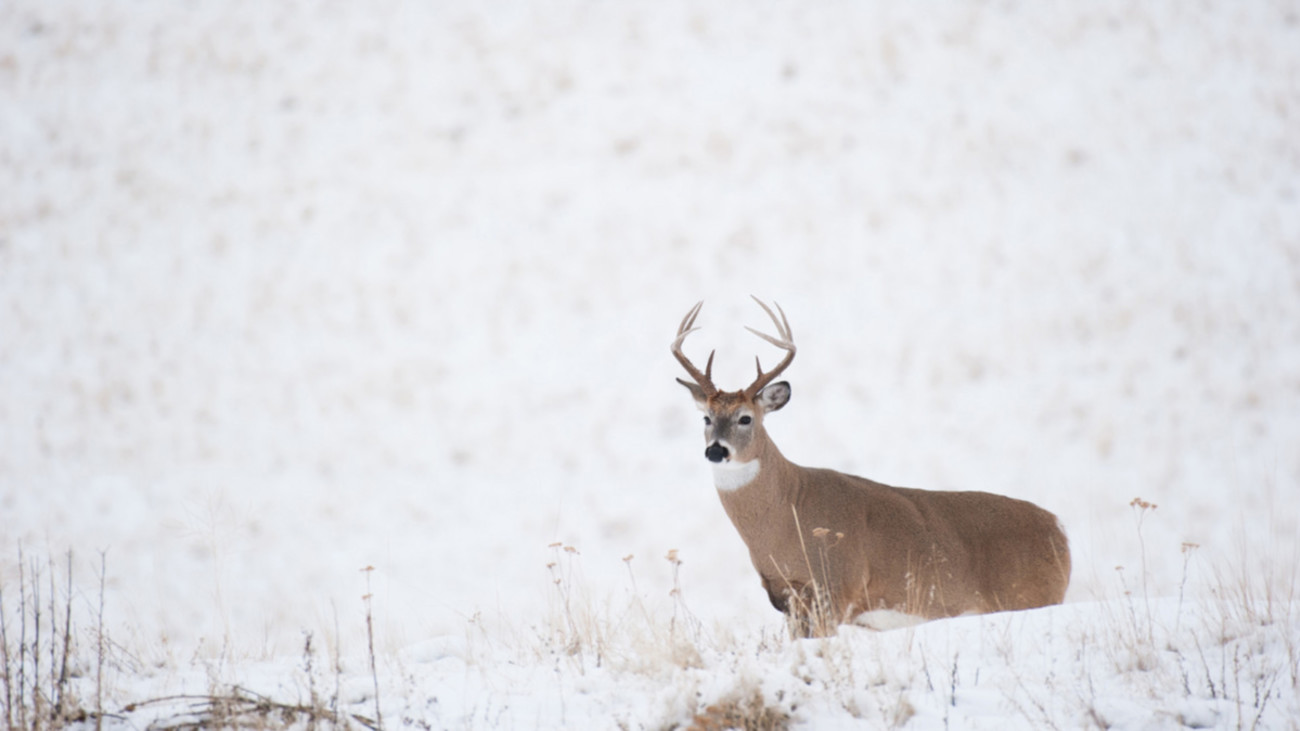 How Do Deer Survive a Polar Vortex?