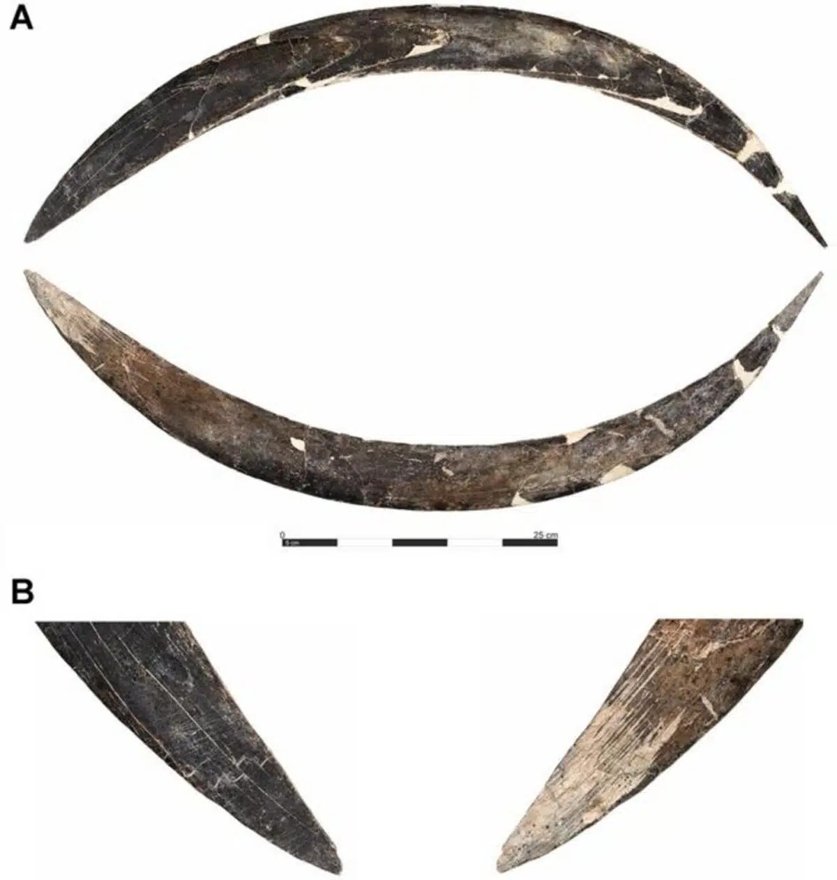 Obłazowa boomerang