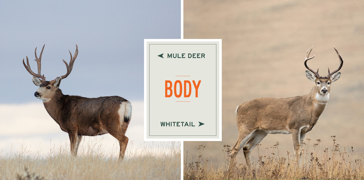 mule-deer-vs-whitetail-body-comparison