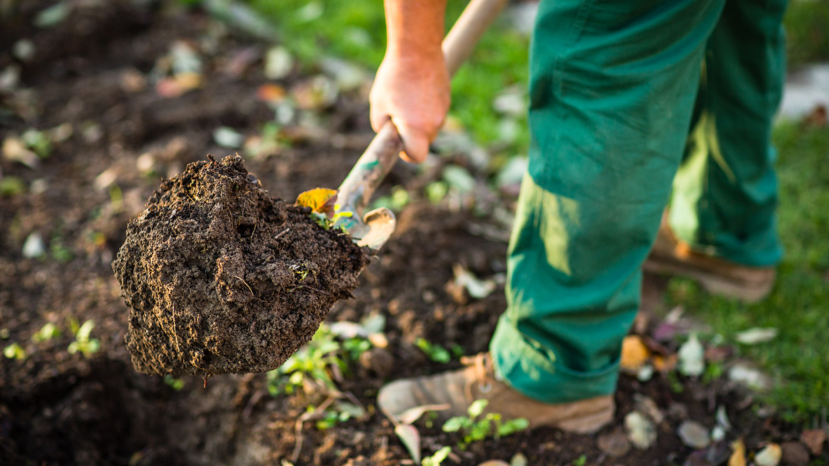 How to Test your Garden's Soil