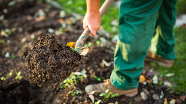 How to Test your Garden's Soil