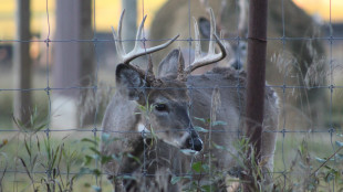 Can We Breed Our Way Out of CWD? Oklahoma Wants to Try.