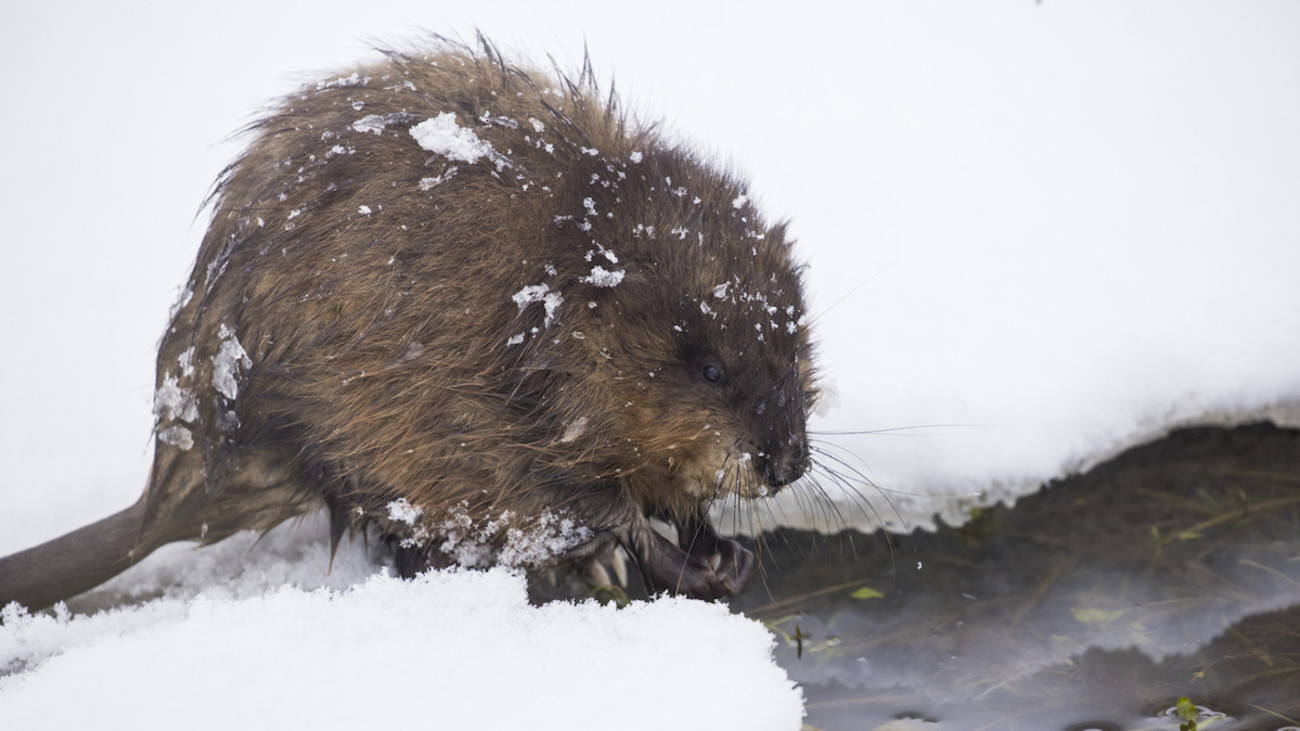 How to Scout for Muskrats in Winter
