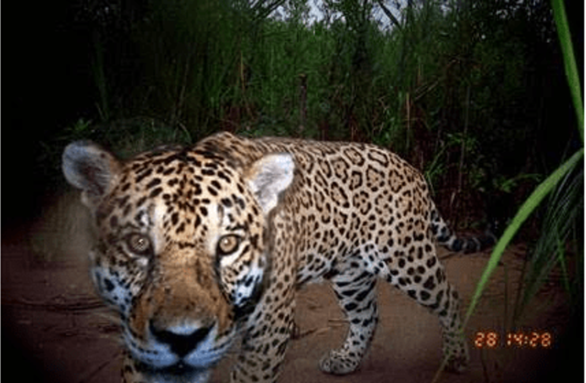 Good News for Jaguars on World Wildlife Day