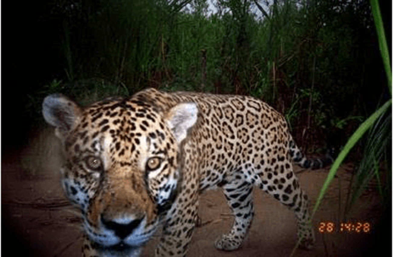 Good News for Jaguars on World Wildlife Day