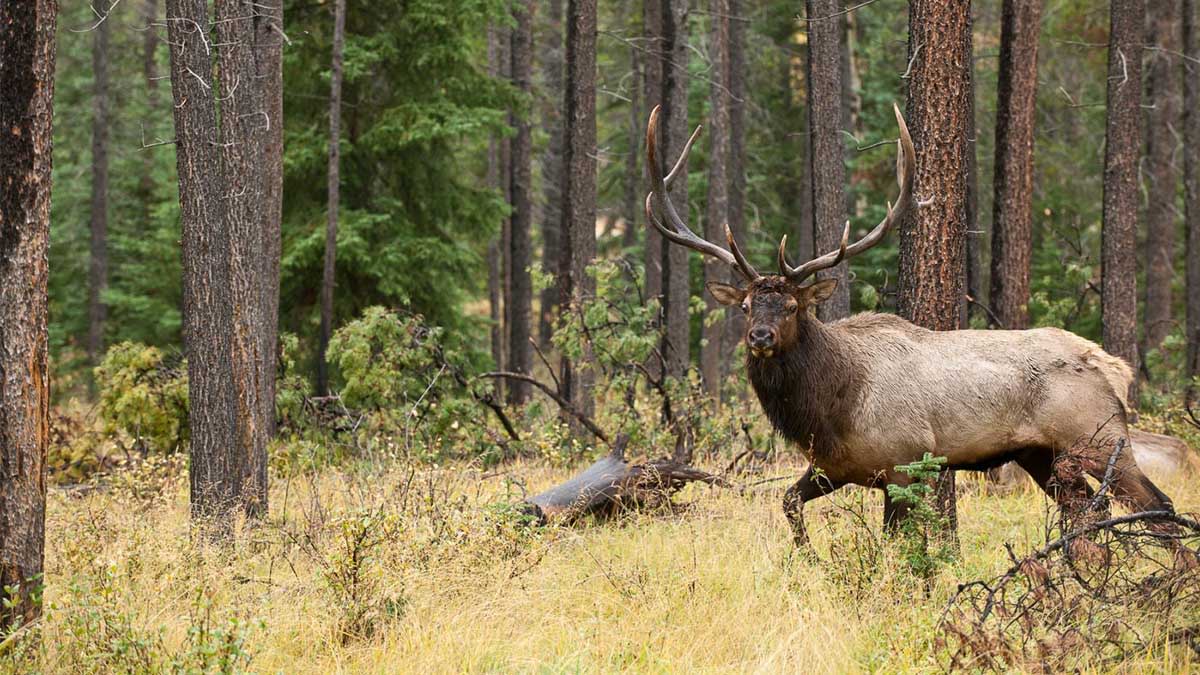 How to Read Topo Maps to Find Elk