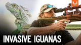 Invasive Iguanas with Air Rifles