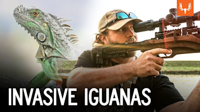Invasive Iguanas with Air Rifles