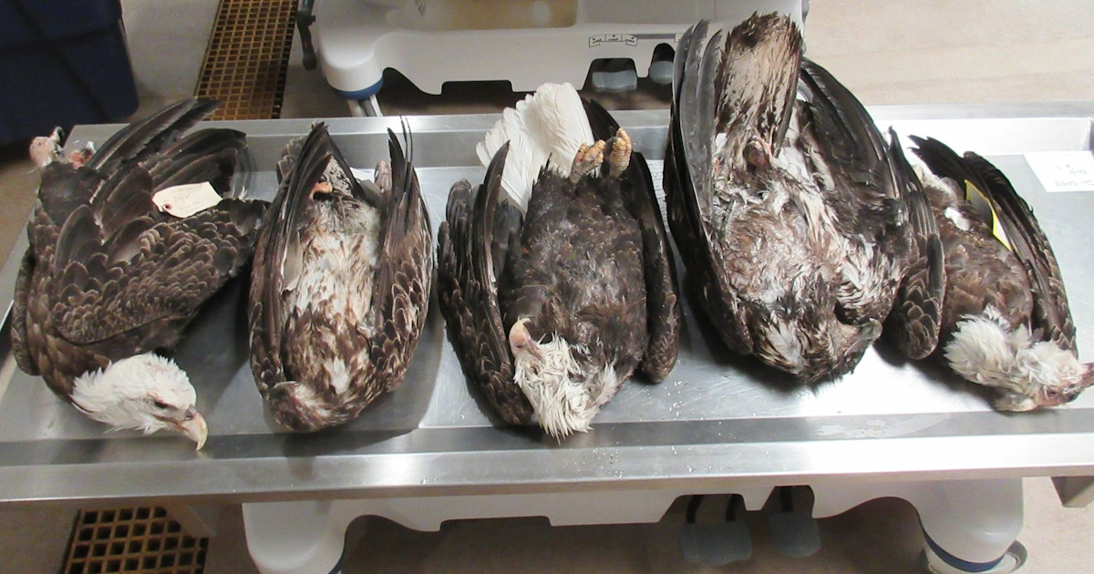 5 Dead Eagles Discovered in Michigan’s Upper Peninsula 5 Dead Eagles Discovered in Michigan’s Upper Peninsula