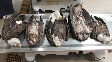 dead eagles.jpg