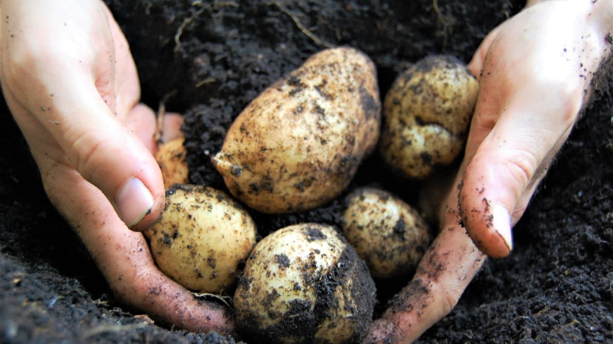 How to Grow Potatoes