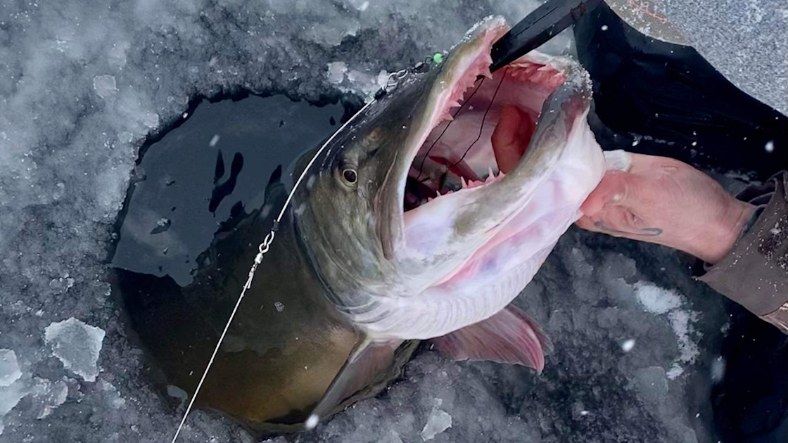 The 5 Hardest Fish to Catch Through the Ice