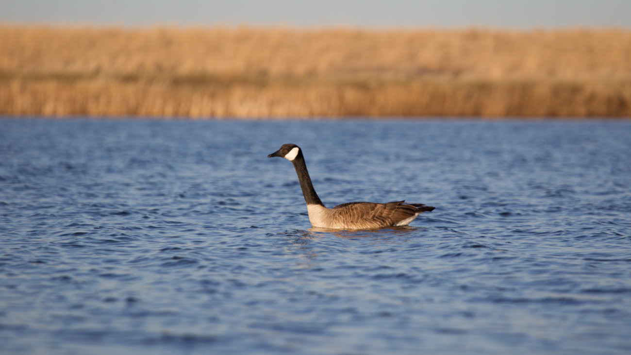 Fair Chase or Taboo: Is it OK to Pond Swat Geese?