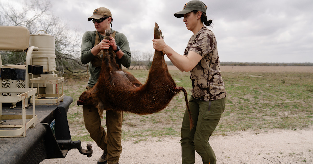 Research Shows Wild Pigs Affect Deer Movement Research Shows Wild Pigs Affect Deer Movement