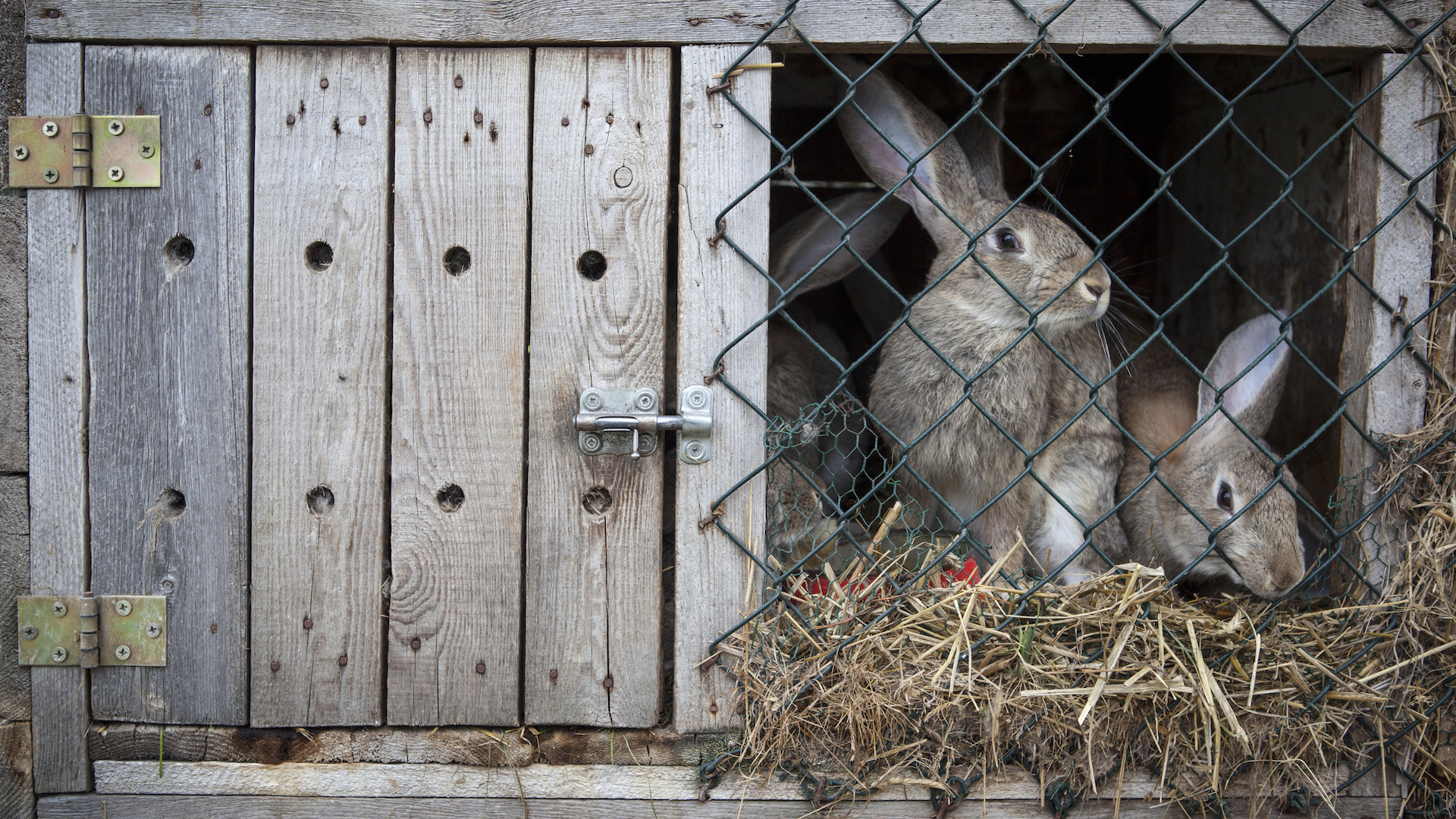 Meat hotsell rabbit hutch