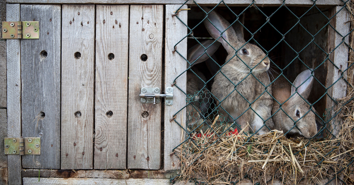 Rasing Rabbits For Meat A Beginner's Guide to Meat Rabbits | Wild + Whole