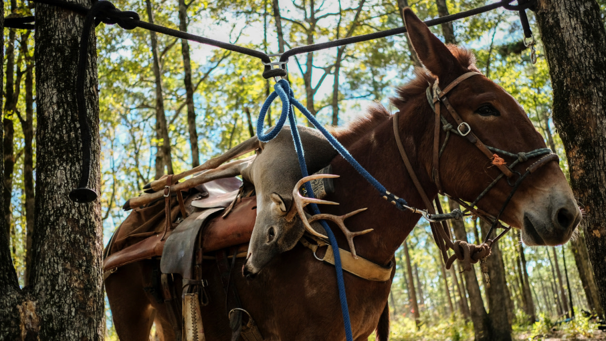 MeatEater Has a New Whitetail Hunting Show!