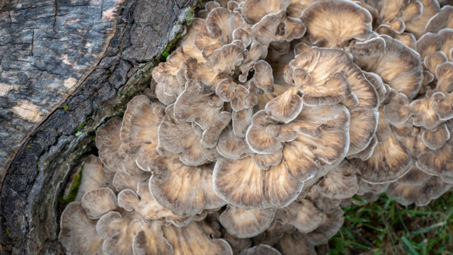 The 12 Best Edible Wild Mushrooms Meateater Wild Foods