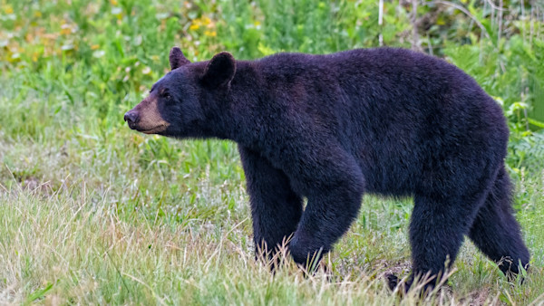 Florida Sees First Fatal Black Bear Attack as State Mulls Reopening Hunting Season