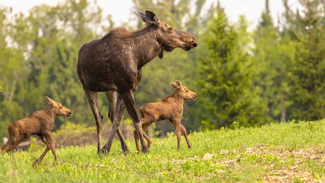 Idaho Turkey Hunter Shoots Charging Moose | MeatEater Conservation News